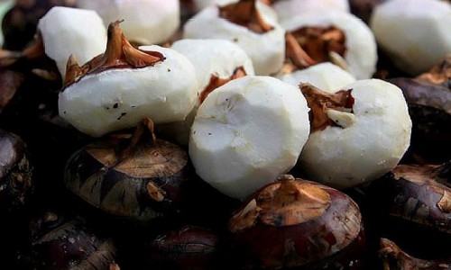 马蹄有寄生虫吗